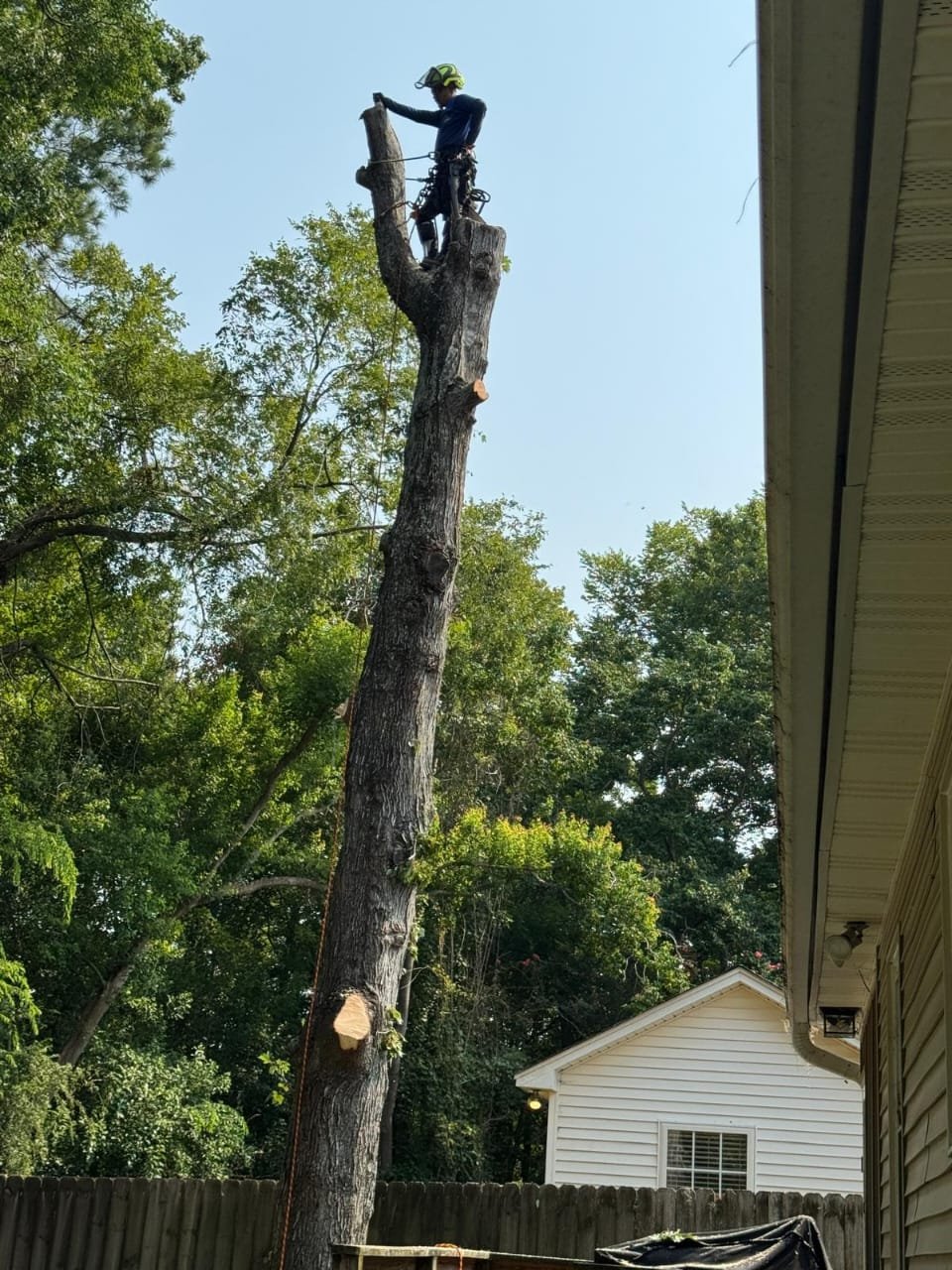 Lion Tree Service and Landscaping LLC project photo 8